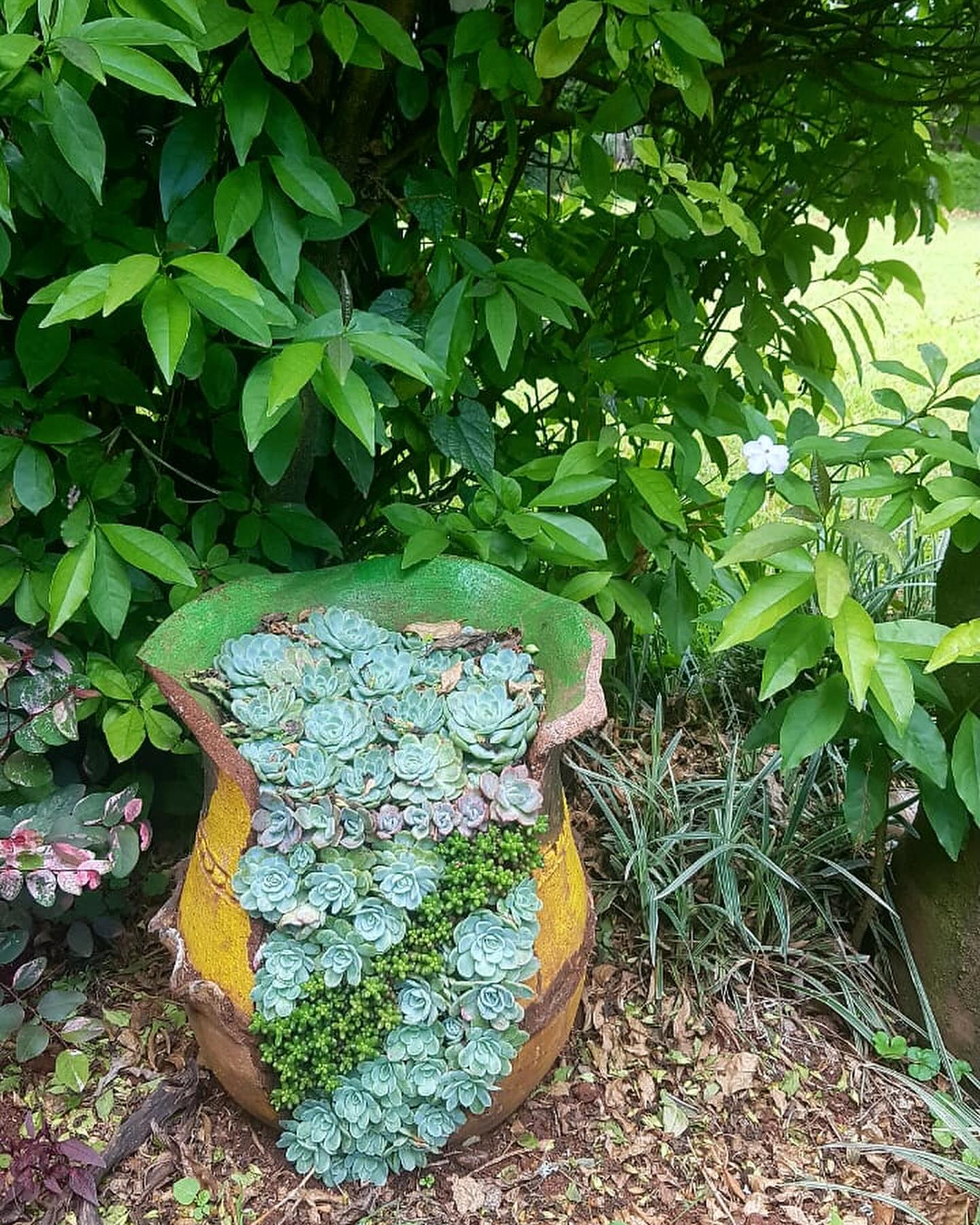 Dinham Resort Gardens