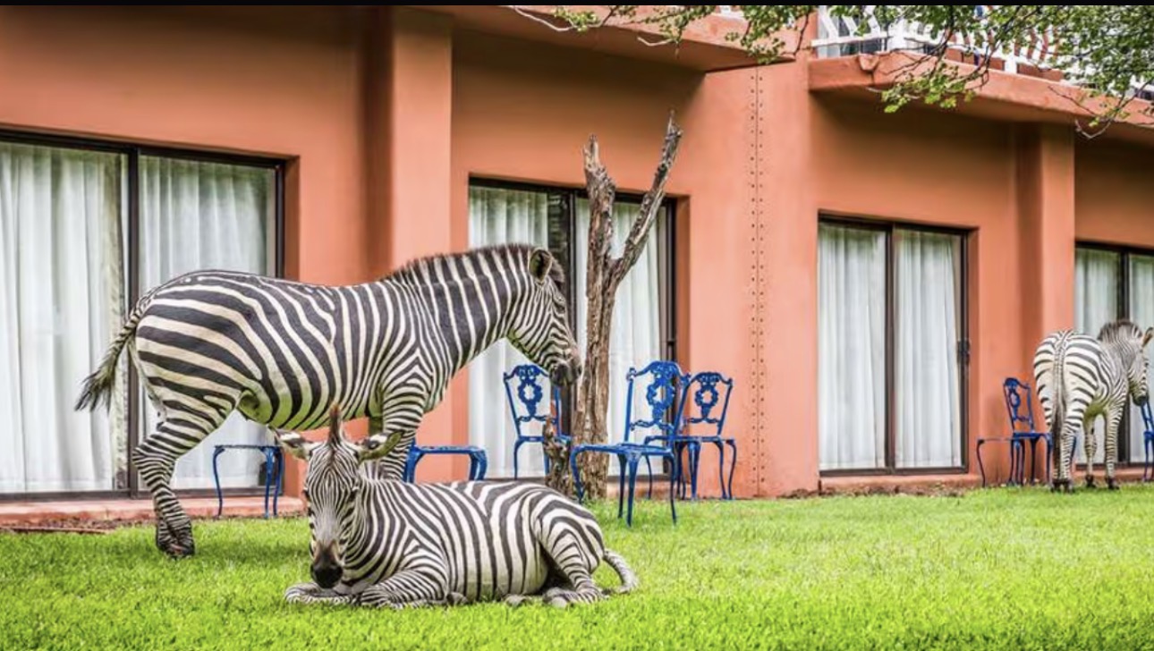 Zebra room