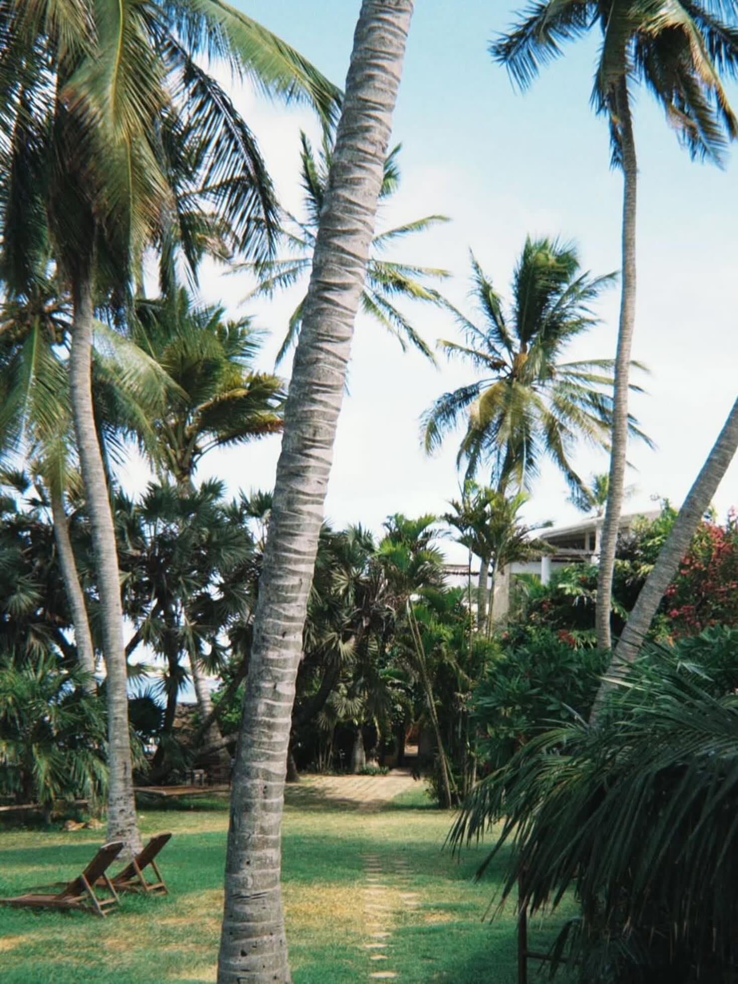 The Palm Garden