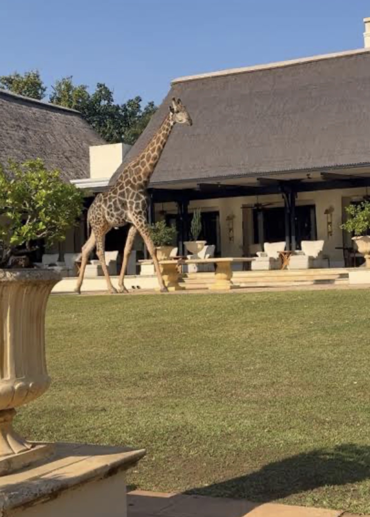 Giraffe Room