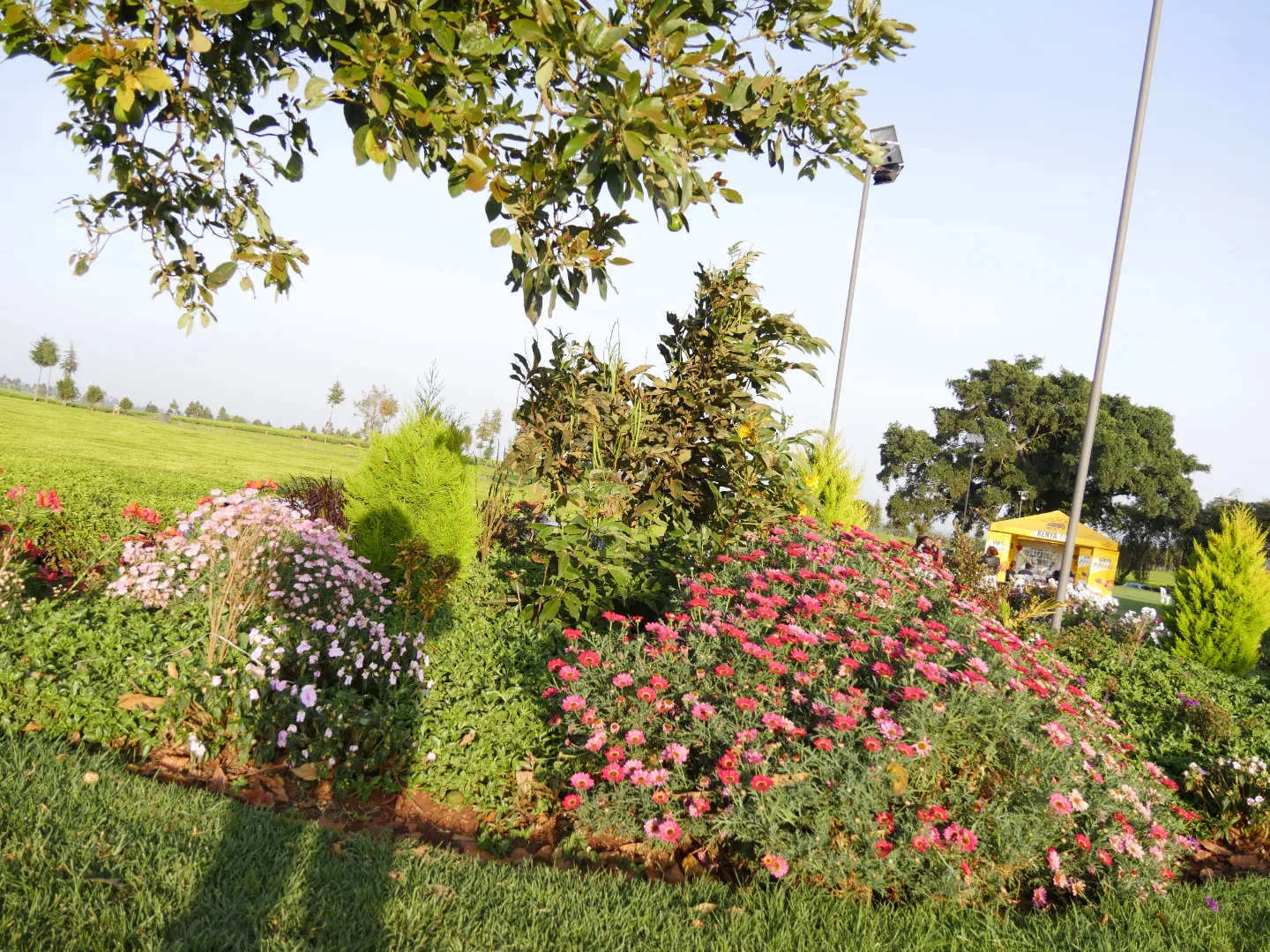 Camellia Gardens