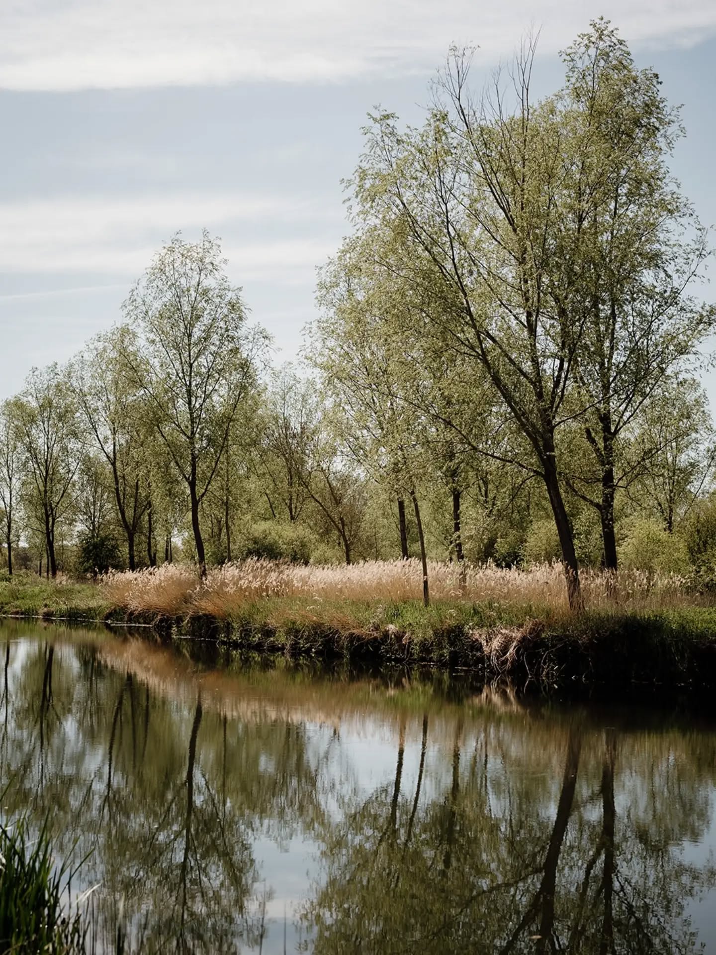 Riverside Meadow