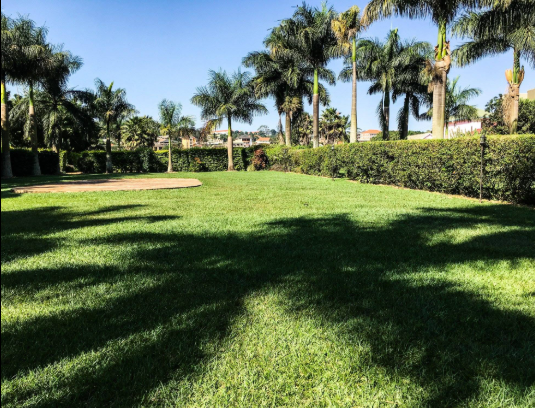 Palm Gardens