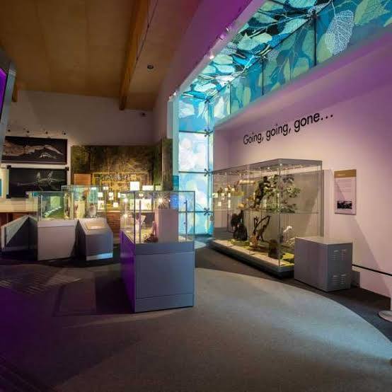 Weston Park Museum 5
