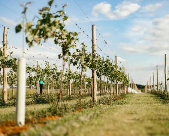 Goose Beck Vineyard 3